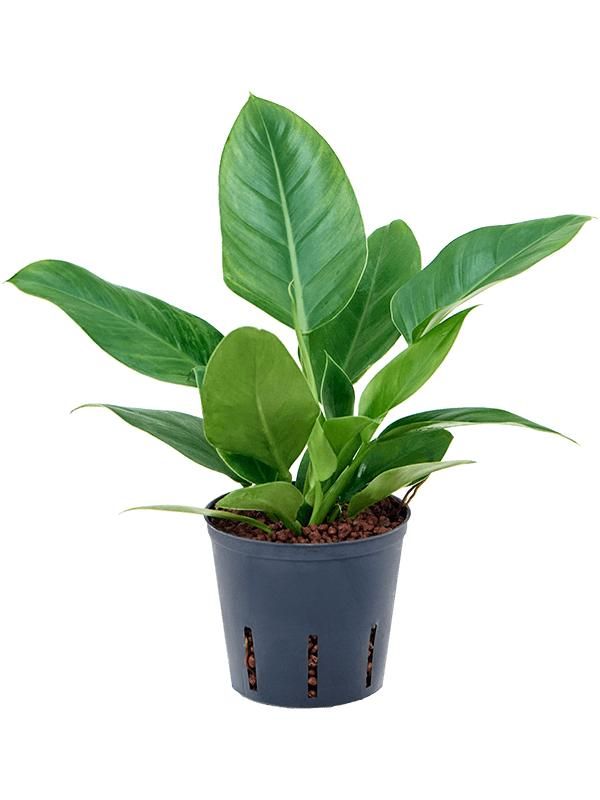 Baumfreund - Philodendron Imperial Red