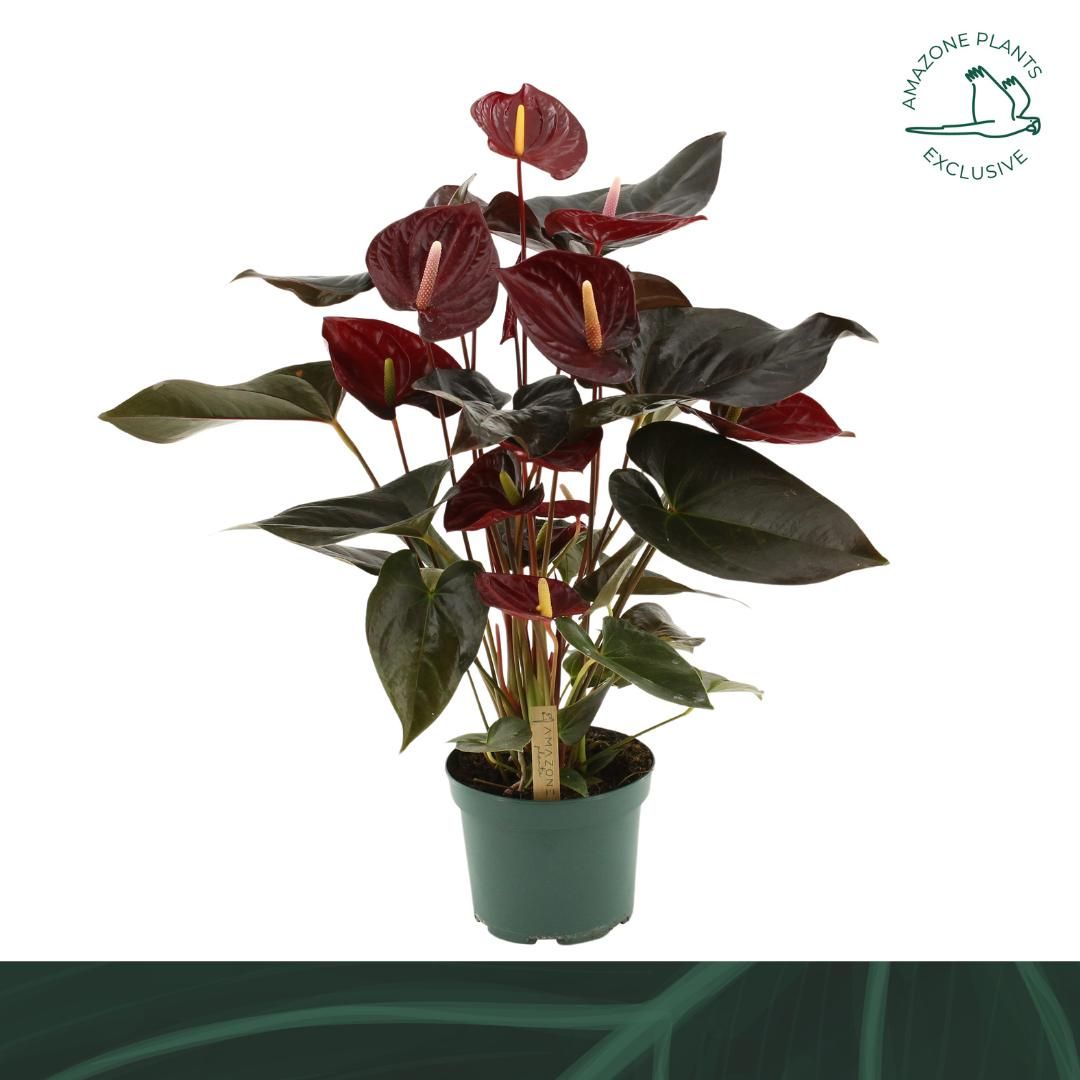 Anthurium ‘Coral Champion’ (Flamingoblume)