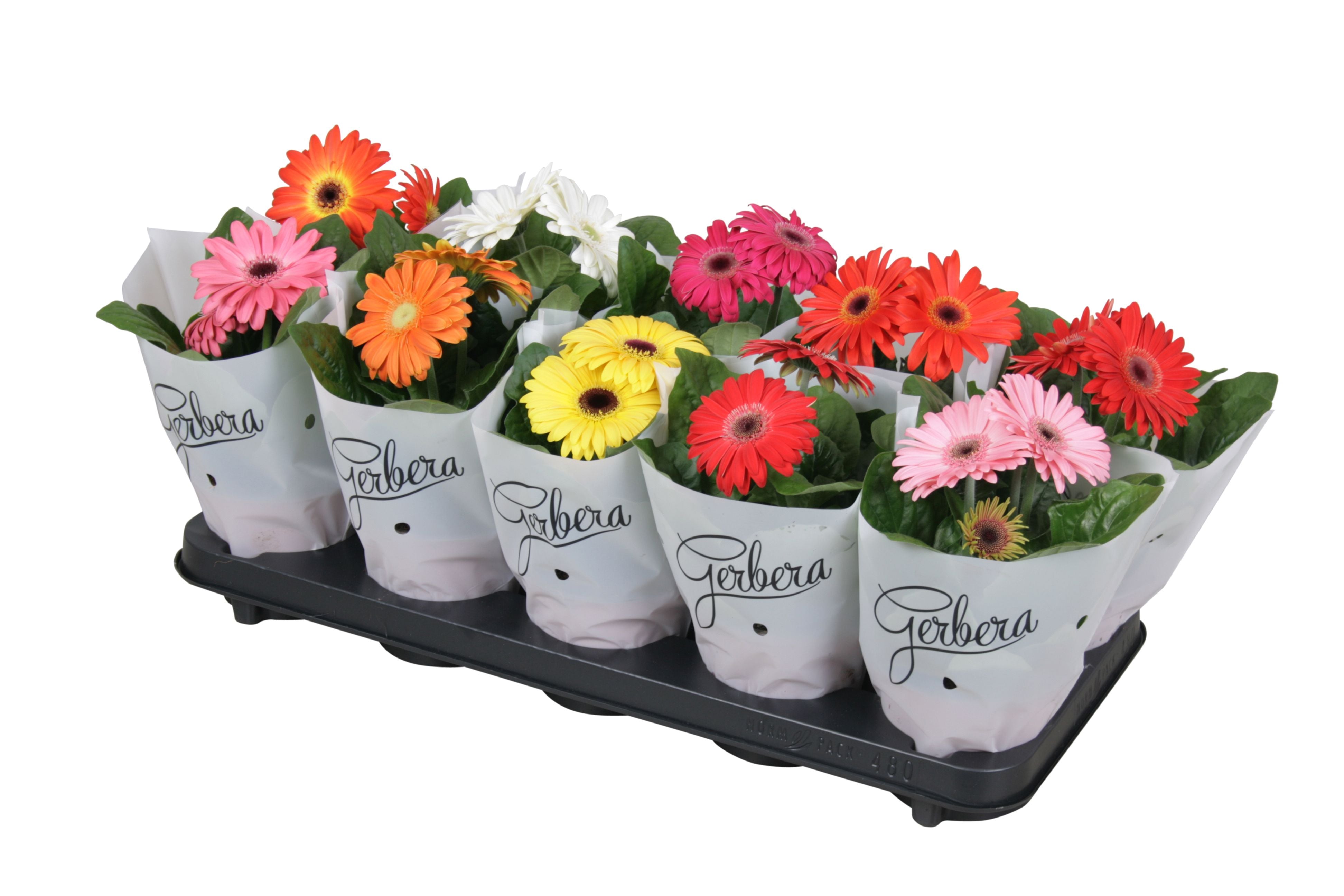 Gerbera-Mix