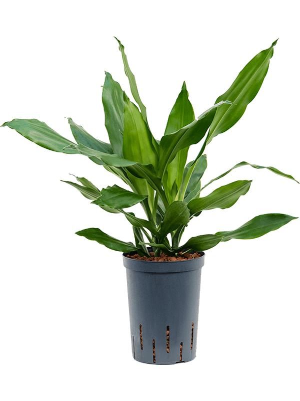 Drachenbaum - Dracaena Fragrans Janet Lind