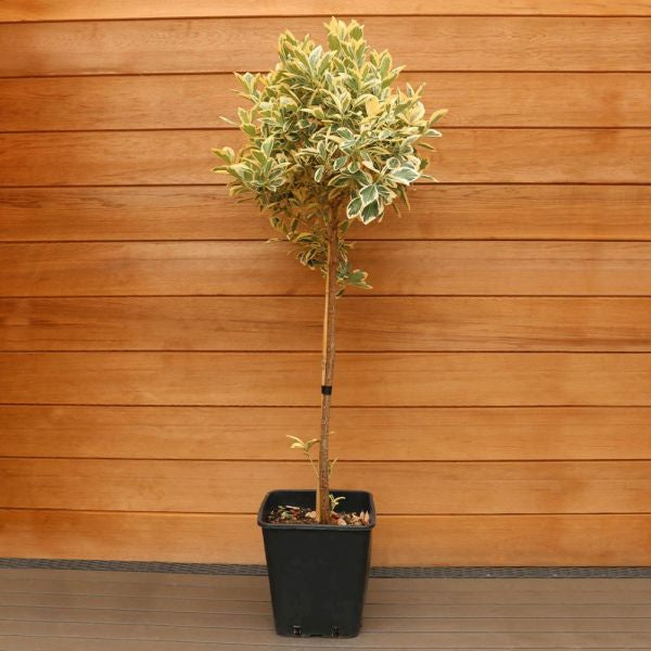 Euonymus Japonicus 'Bravo'