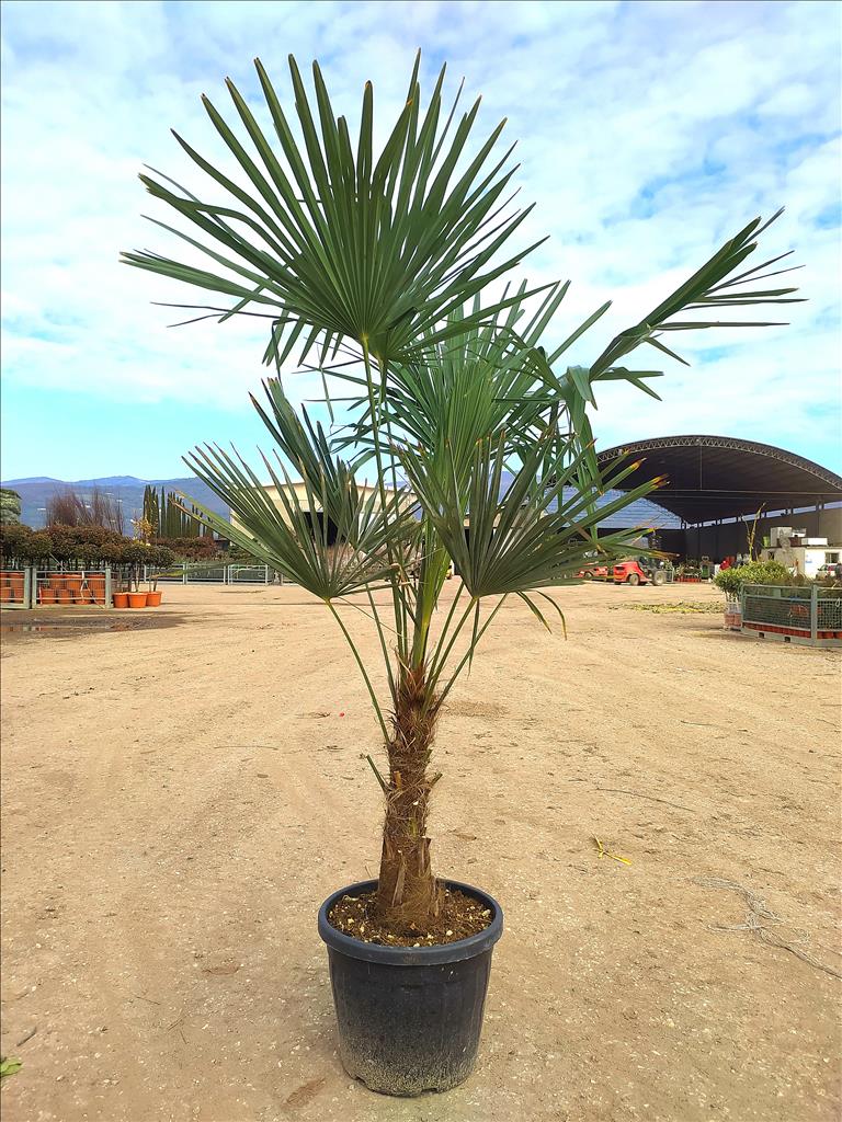 Trachycarpus fortunei humilis