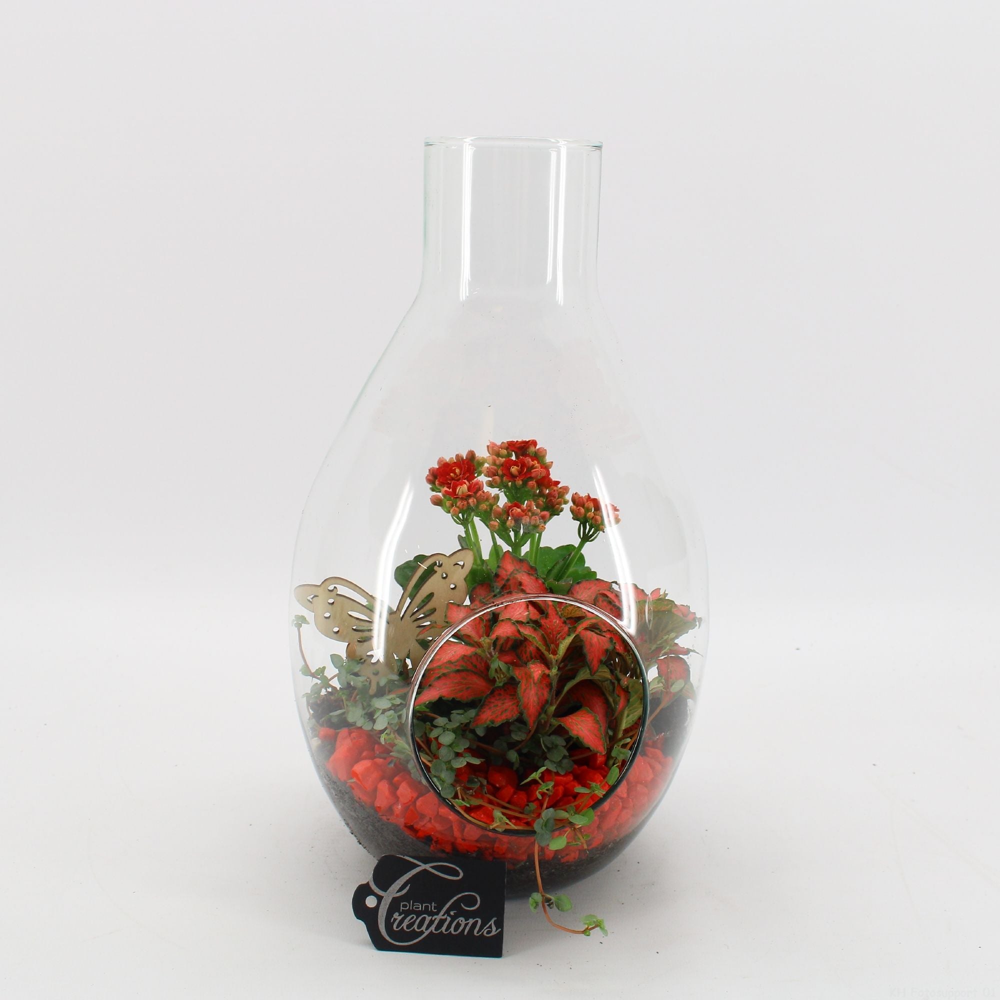 BACR-2505OR Basic fundamentals terrarium