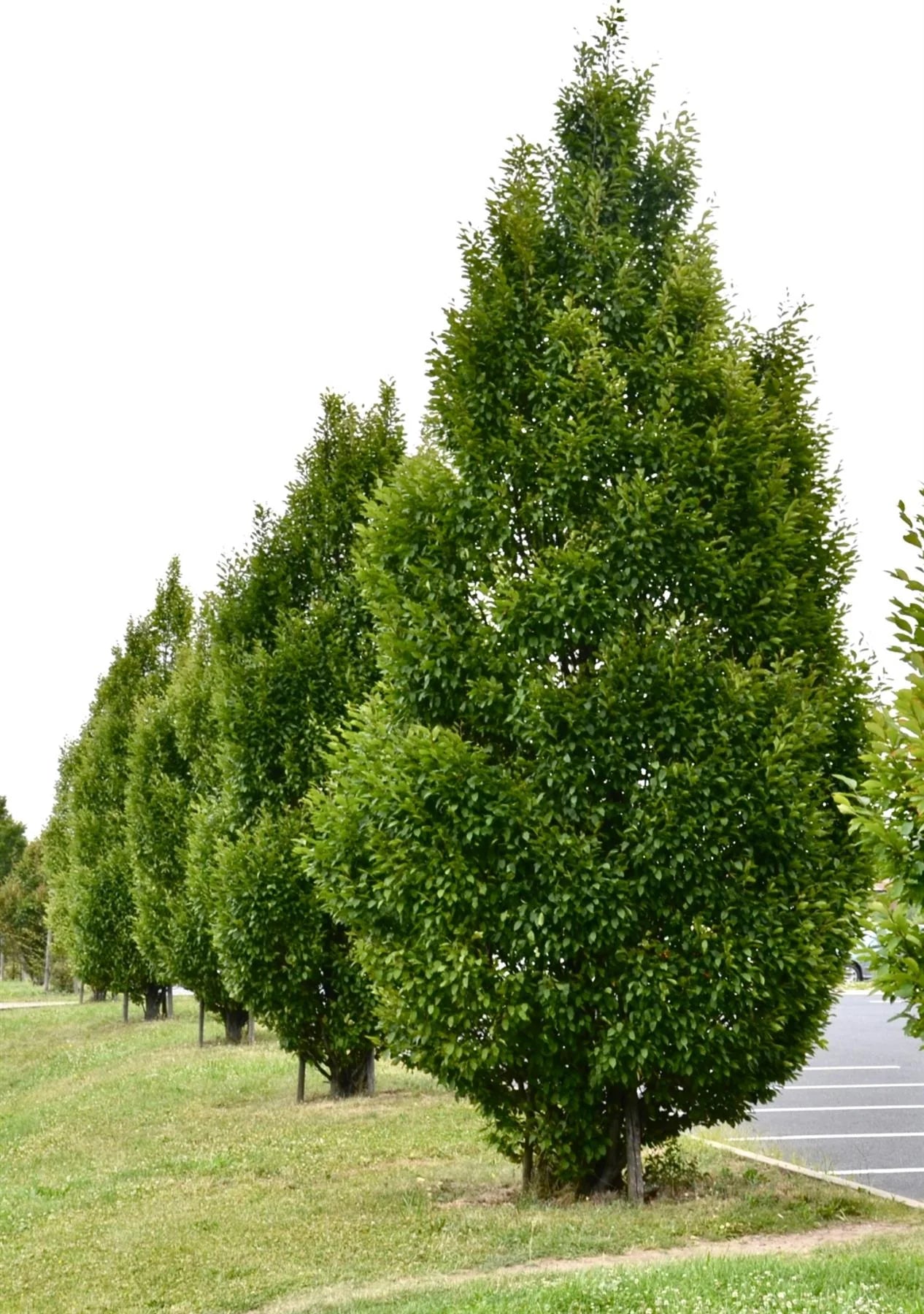 Carpinus Betulus