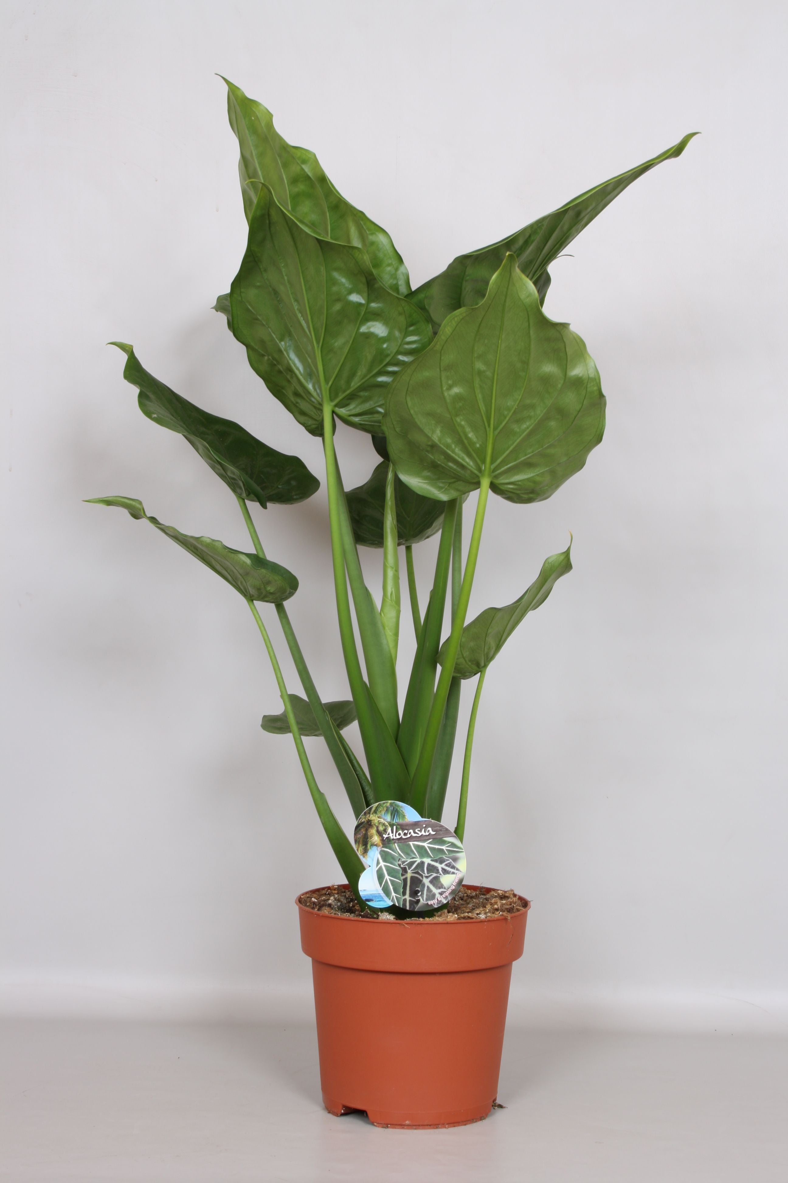 Pfeilblatt - Alocasia Cucullata