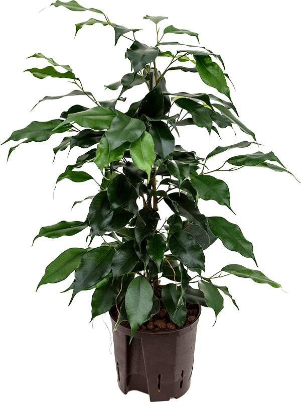Birkenfeige - Ficus Benjamina Danielle