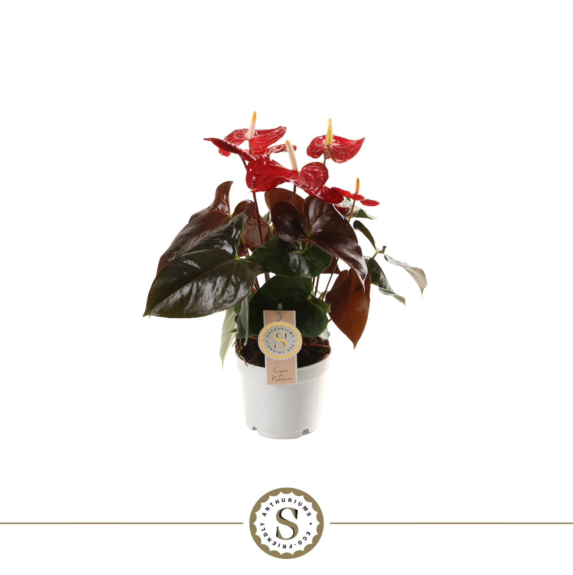 Flamingoblume - Anthurium Coral Champion