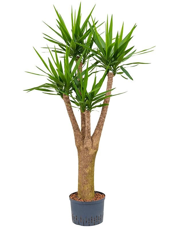 Yucca Palme - Yucca Elephantipes