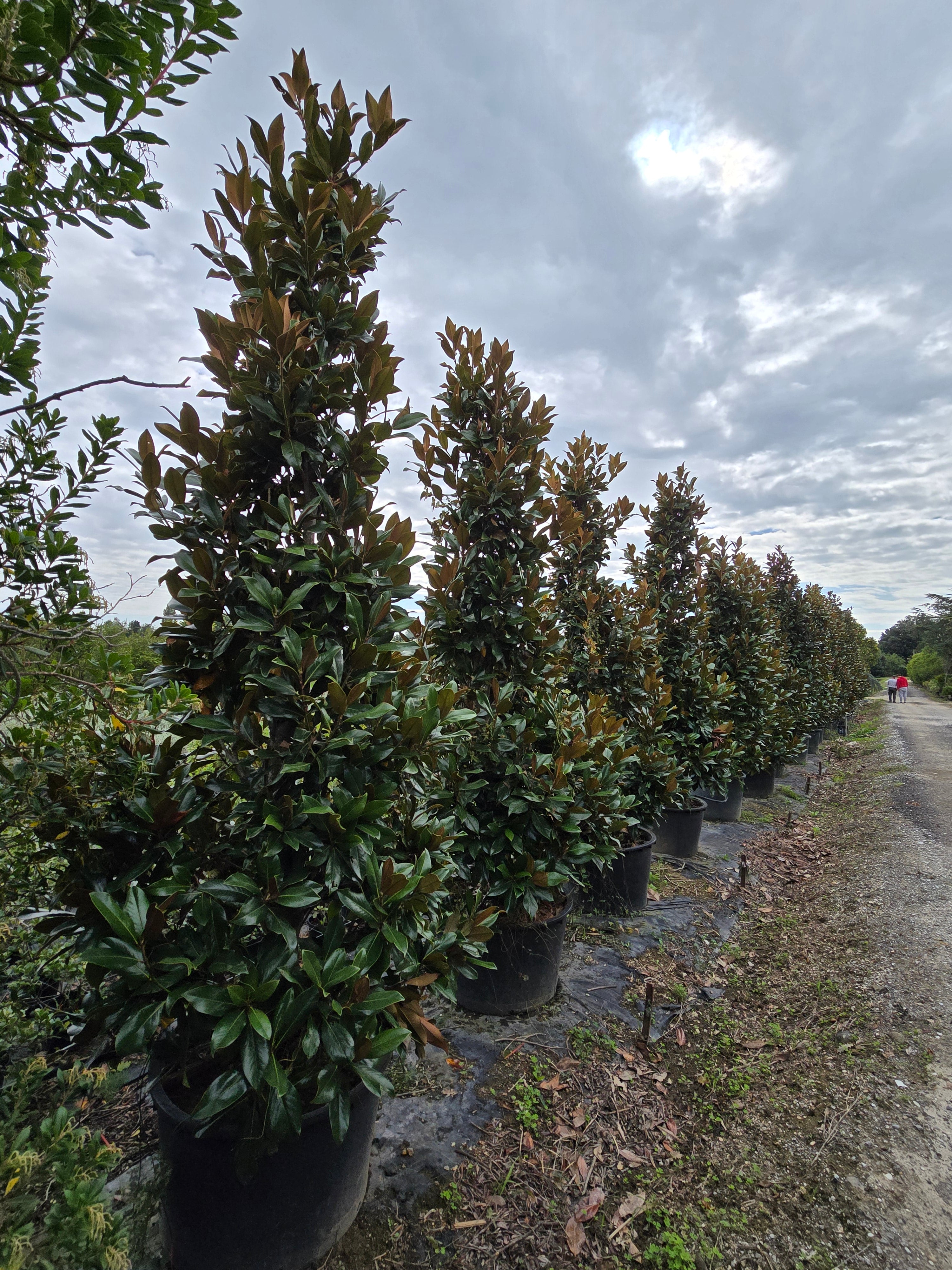 Magnolia Grandiflora