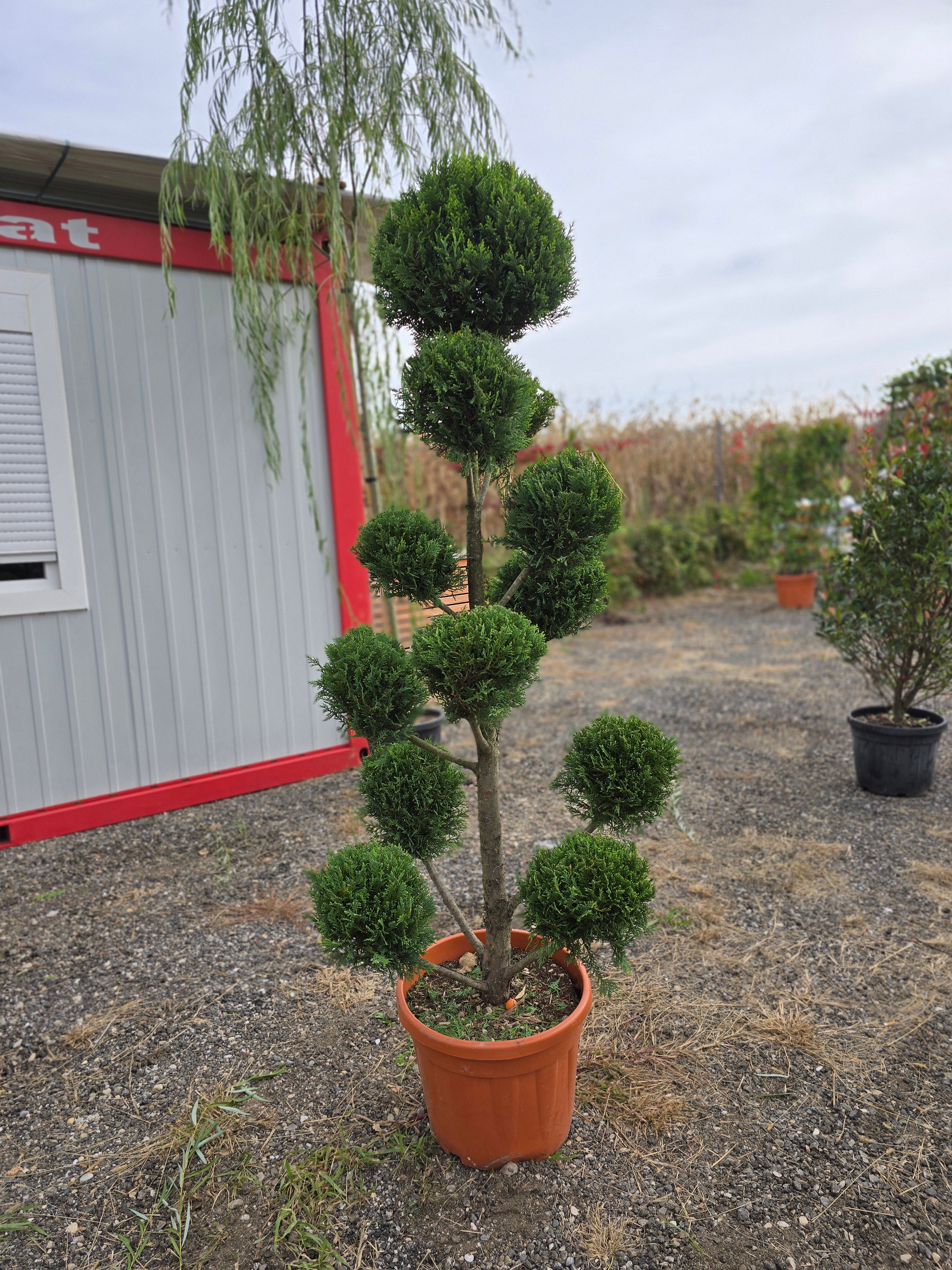 Cuprocyparis Leylandii