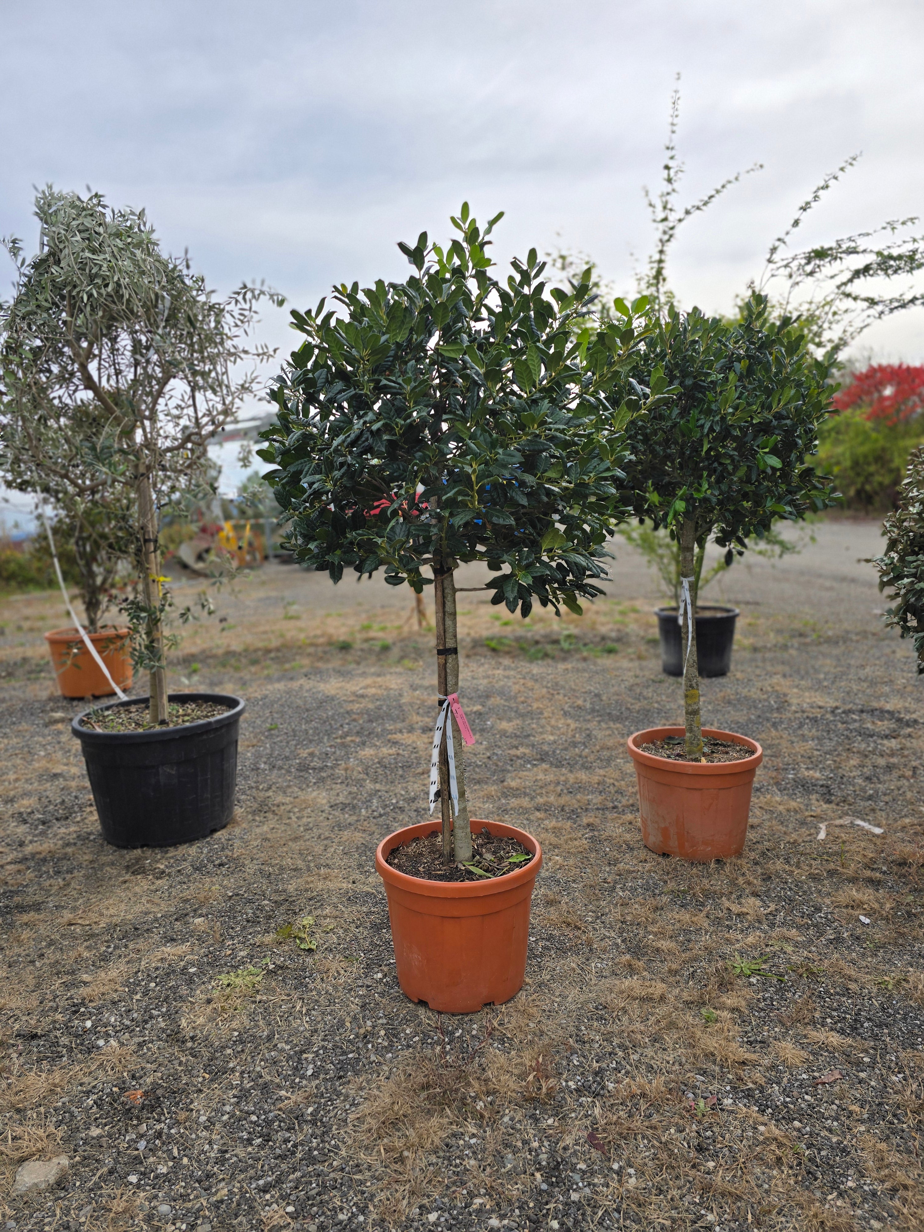 Ilex Mutchagara ‘Nellie R. Stevens’