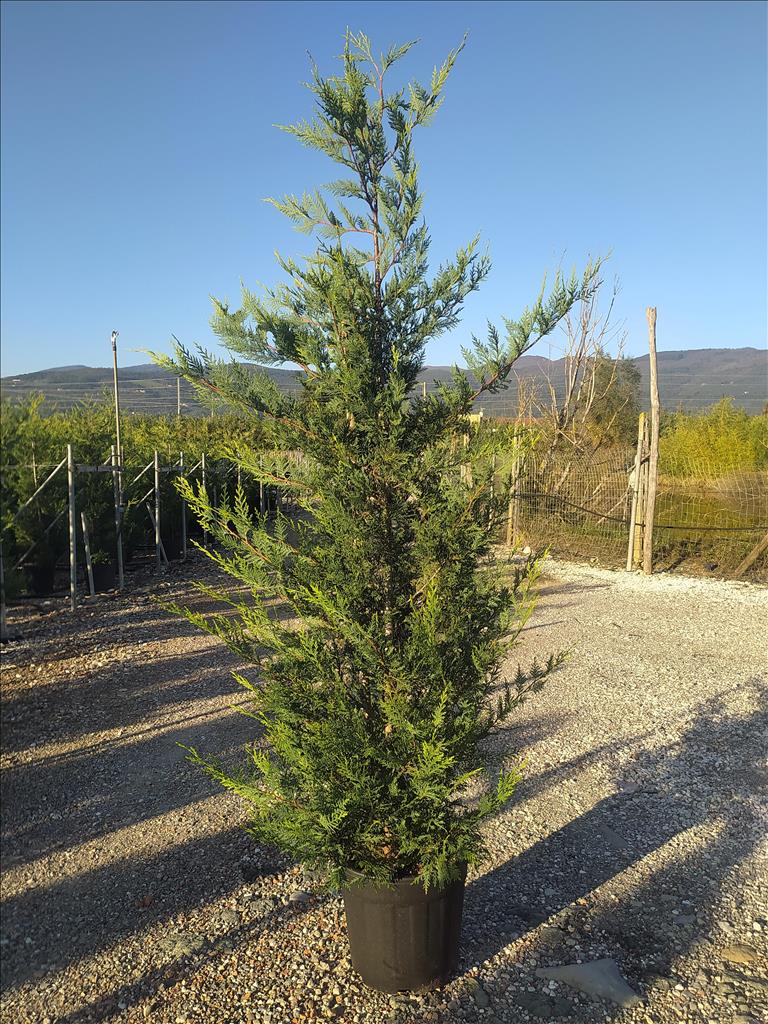 Cuprocyparis Leylandii ‘Castlewellan Gold’