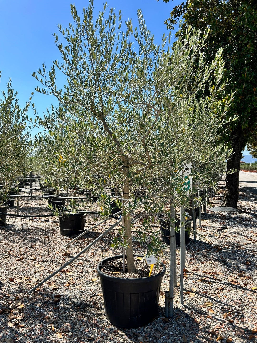Olea Europaea (Price on request)
