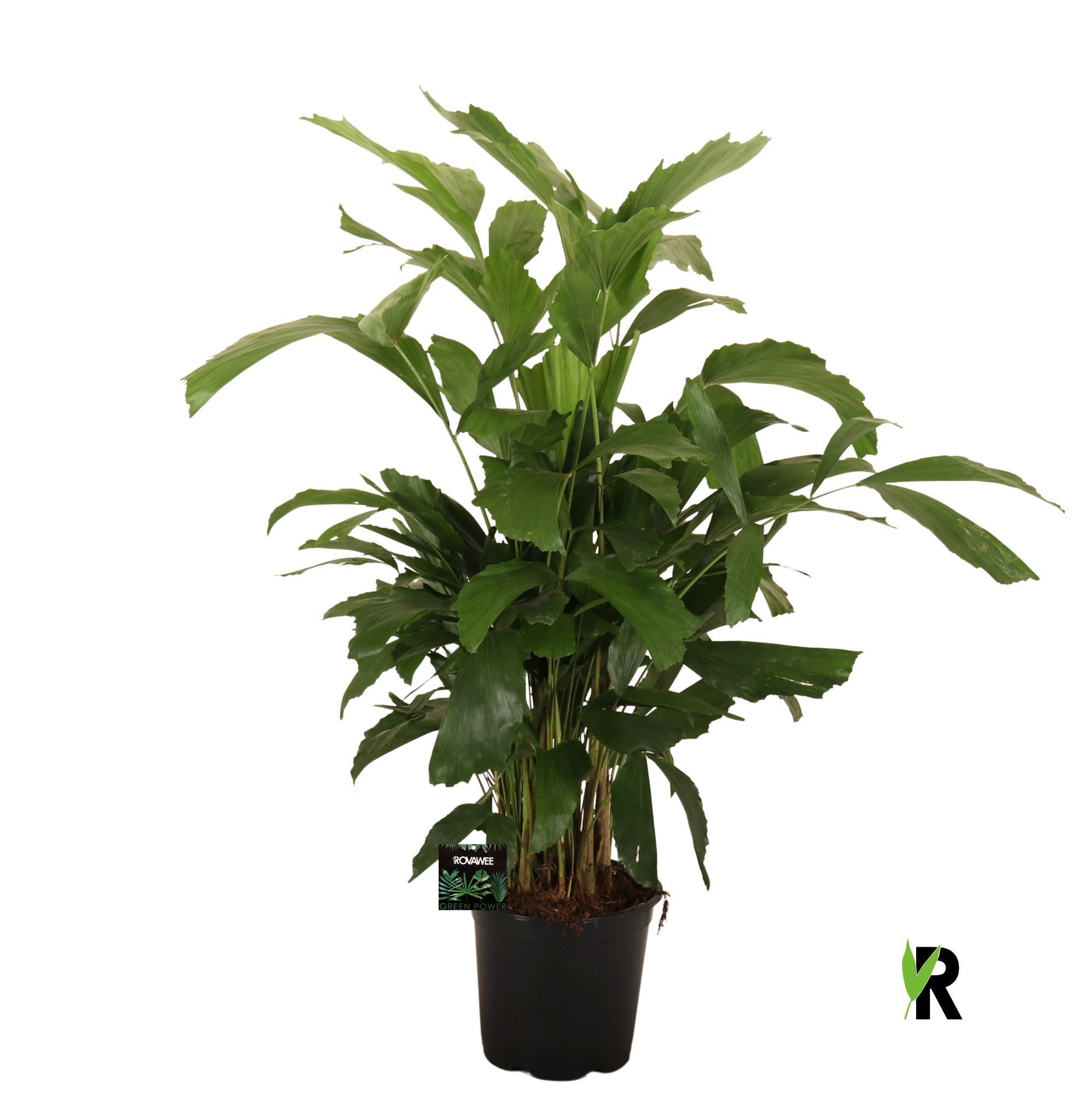 Fischschwanzpalme - Caryota Mitis