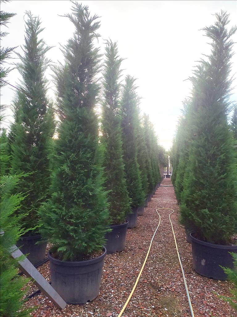 Cuprocyparis Leylandii