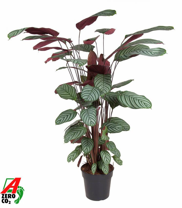 Korbmarante - Calathea Oppenheimiana