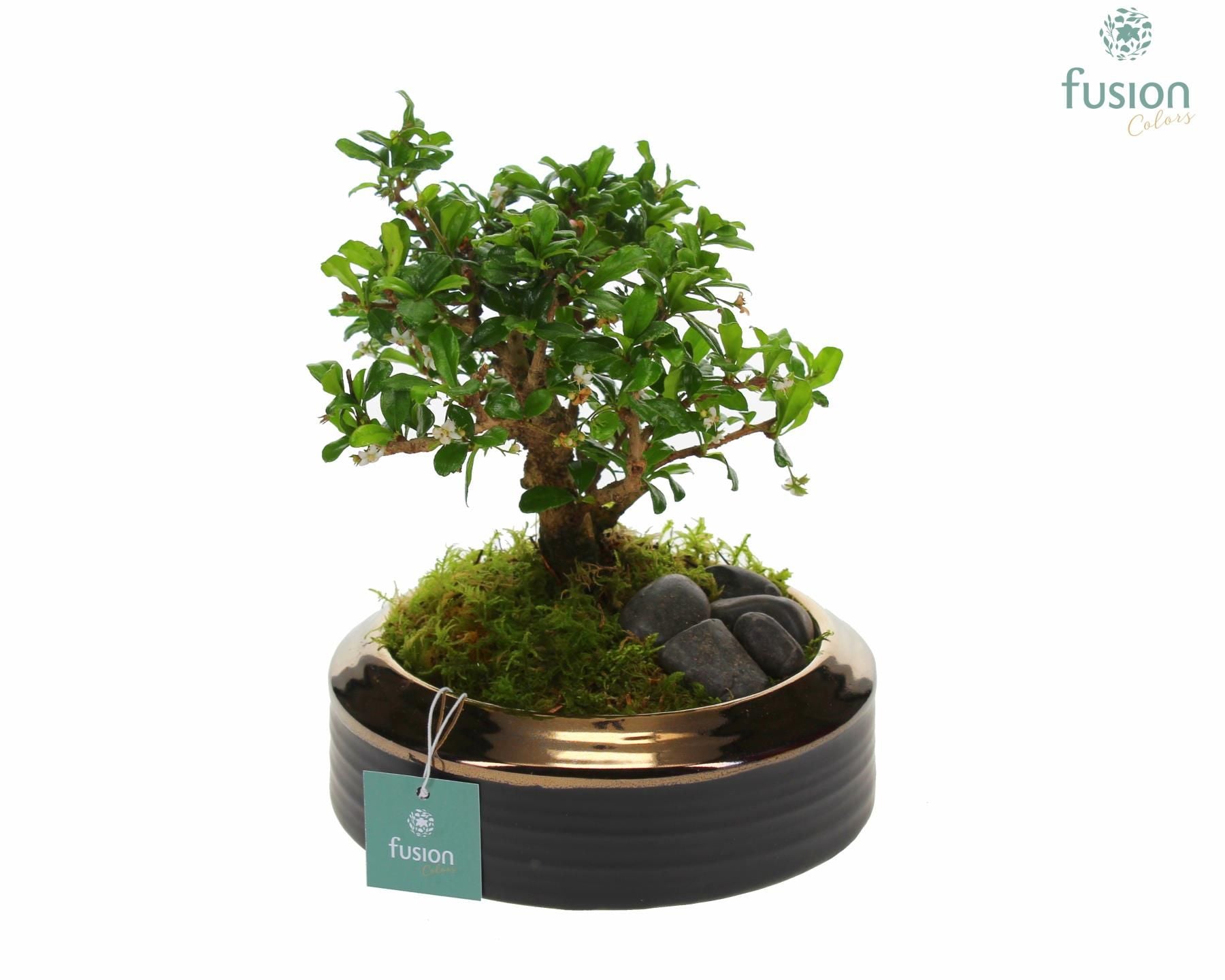 FC-21.0764FDH Keramik Schale bronze Medium mit Bonsai