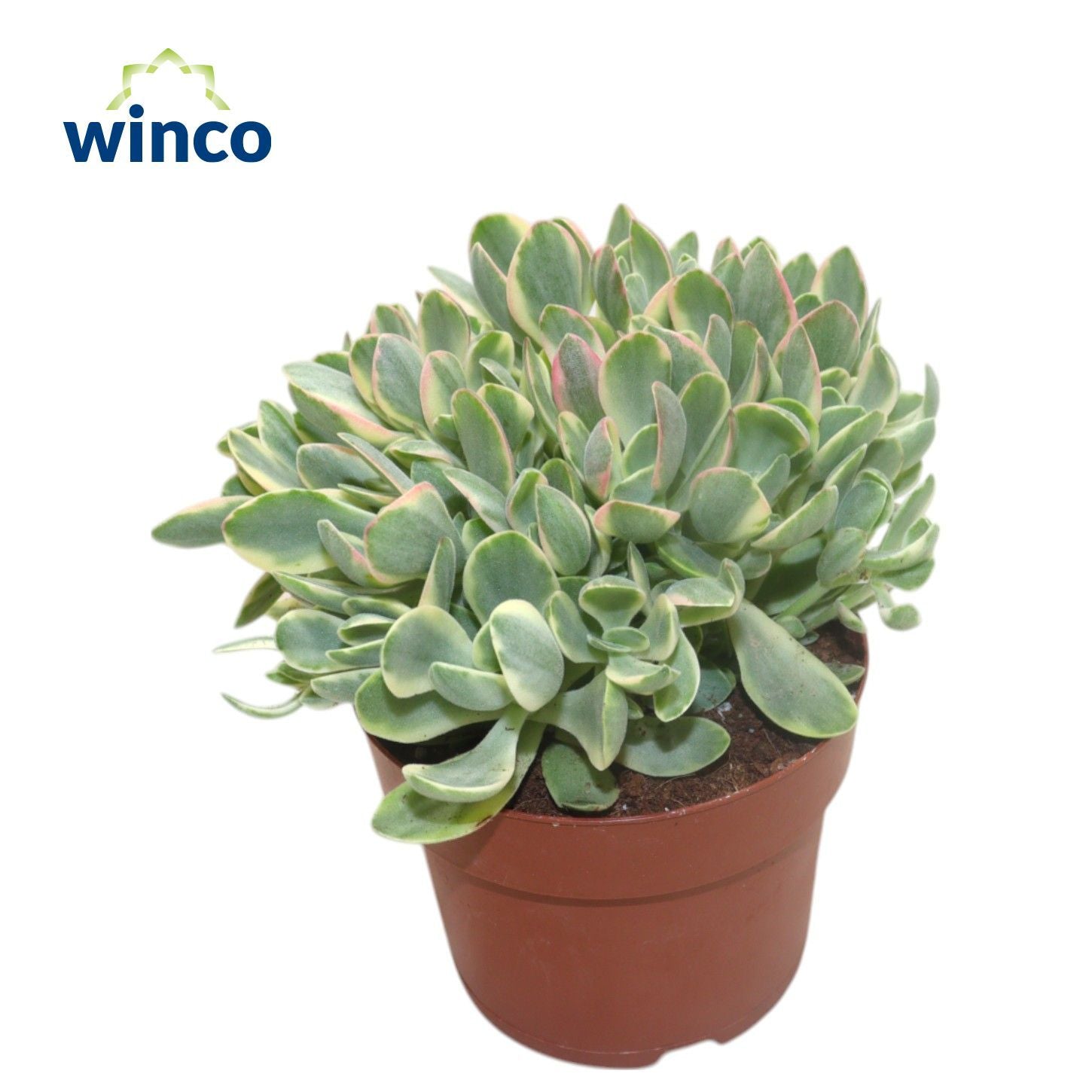 Geldbaum - Crassula Rusby Variagata