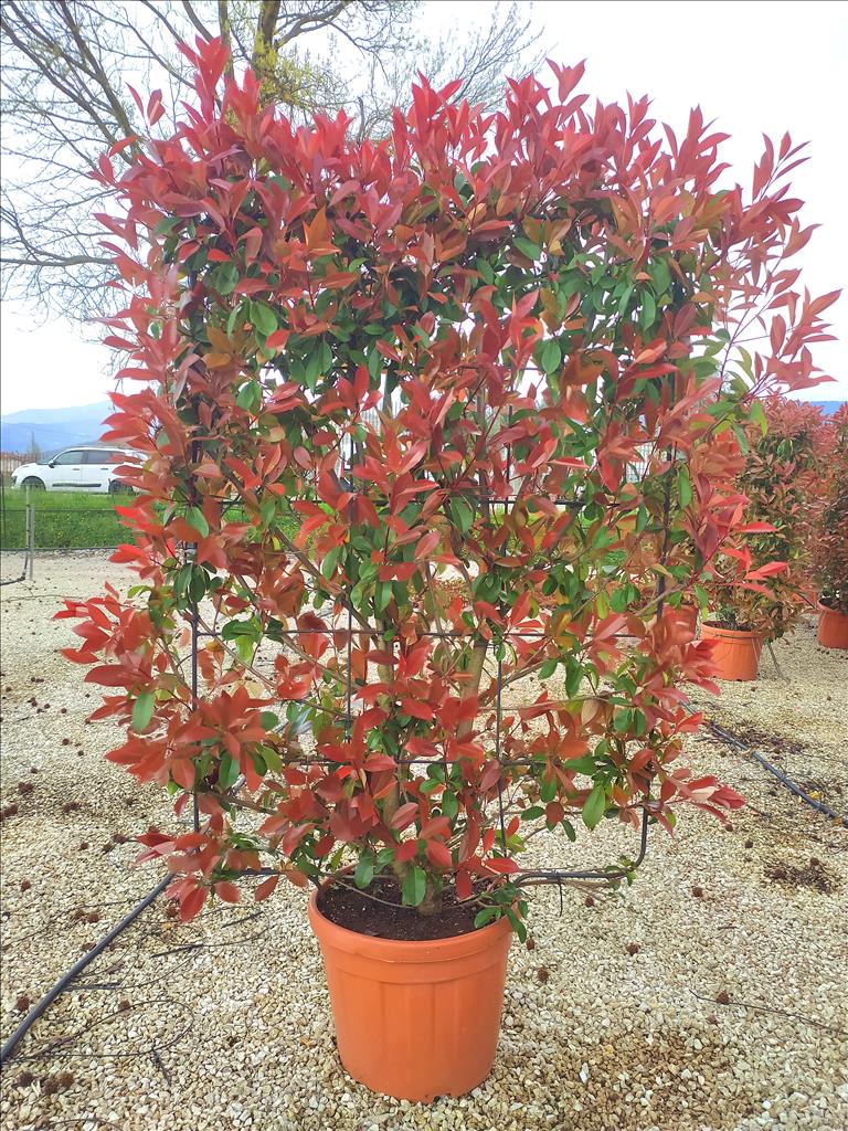 Photinia X Fraseri ‘Red Robin’