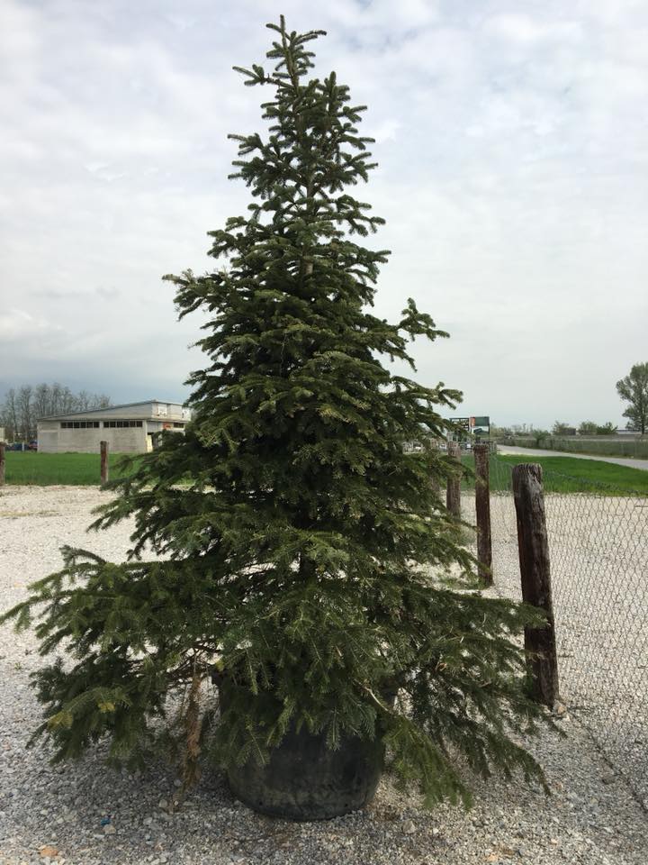 Abies Nordmanniana