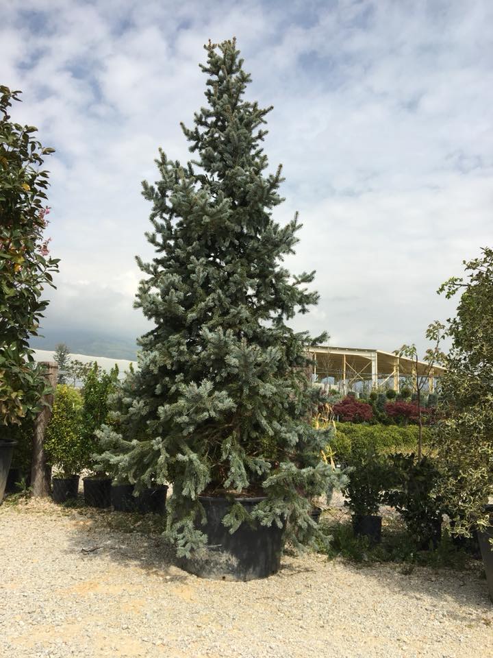 Abies Concolor Candicans