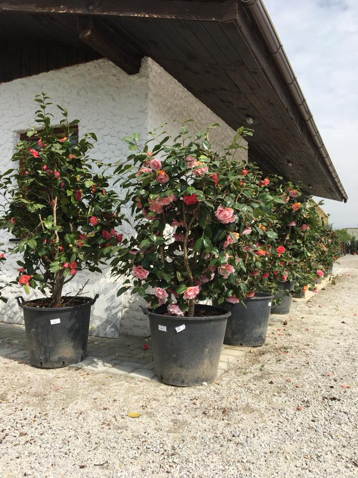 Camellia Japonica