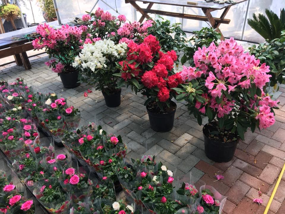 Azalea Japonica