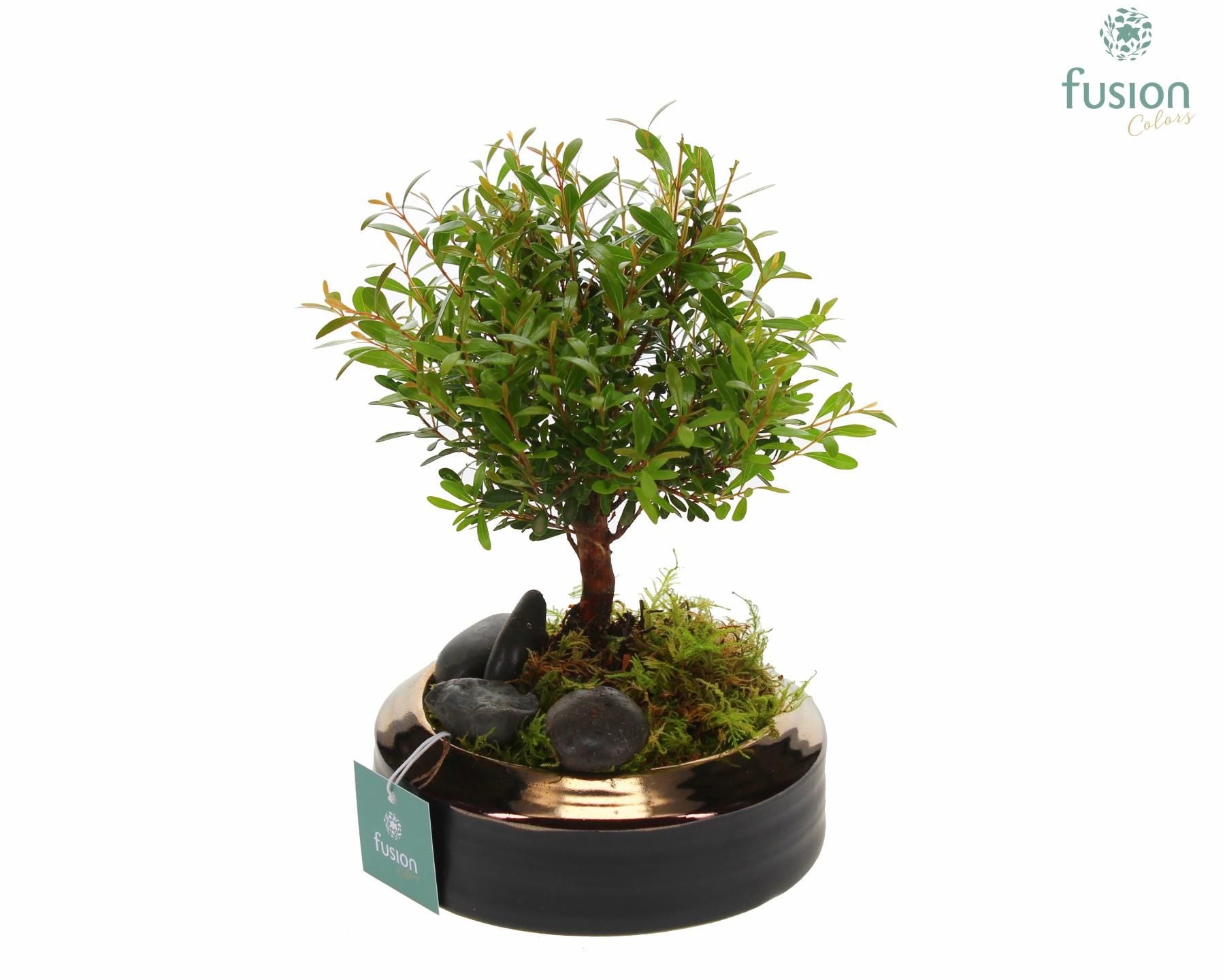 FC-21.0764FDH Keramik Schale bronze Small mit Bonsai