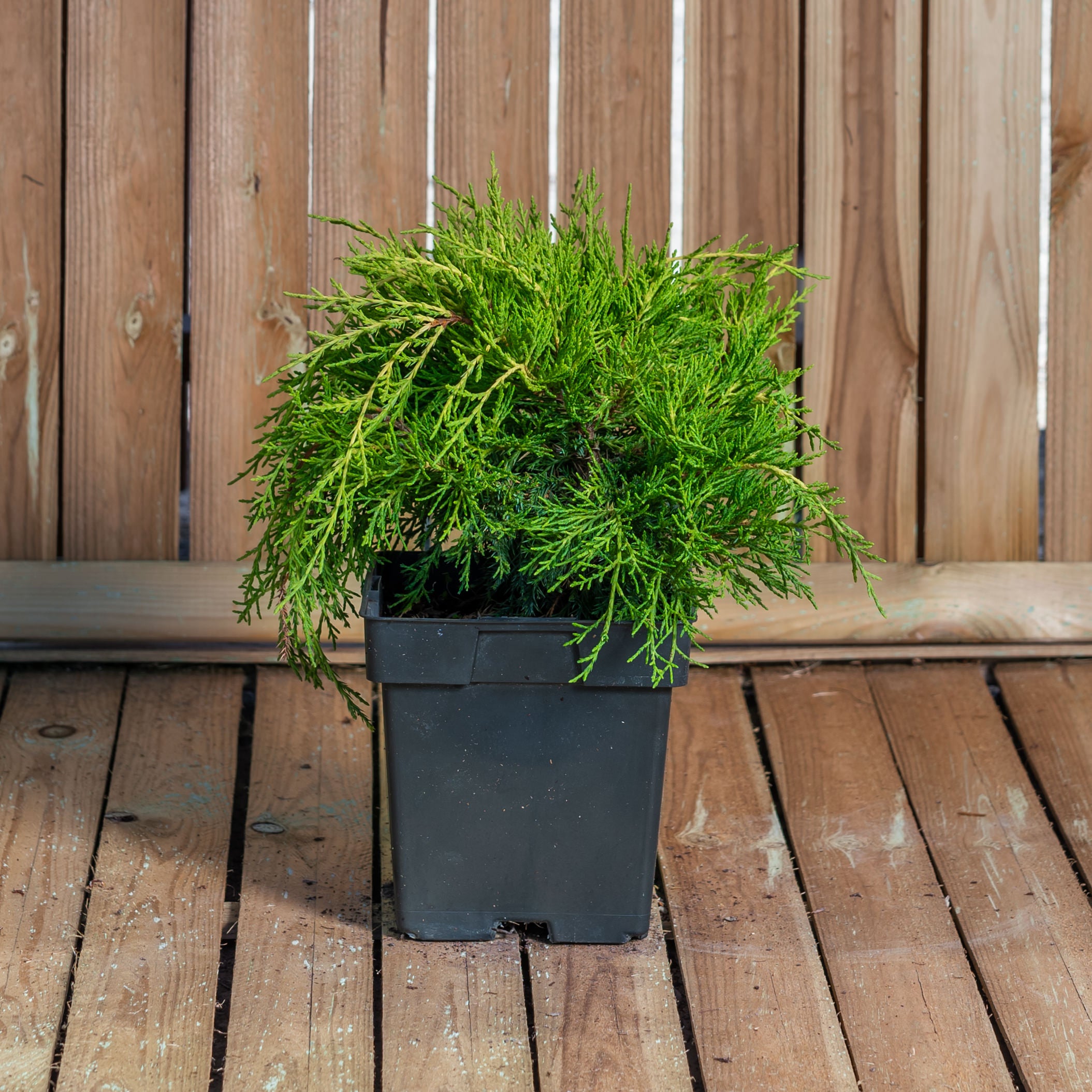 Juniperus X Media ‘Pfitzeriana Aurea’