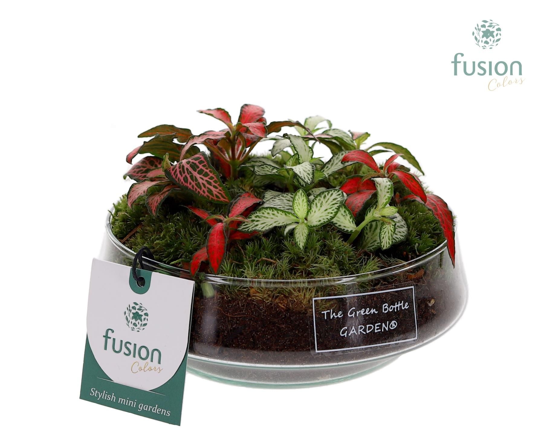 FC-25.0541FDH Green Bottle Iris Fittonia