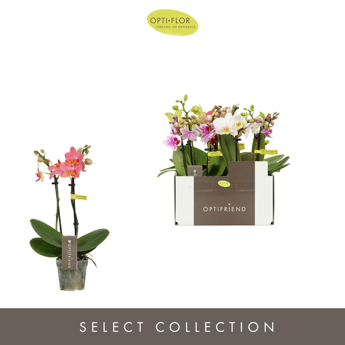 Schmetterlingsorchidee - Phalaenopsis ( Orchid ) Optifriend Dream Mix 2 Branches