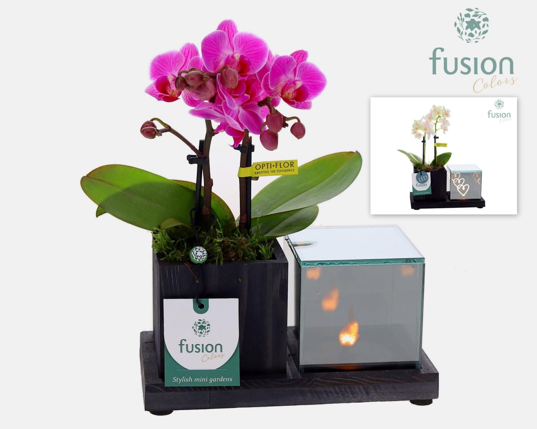 FC-23.1324FDH Elegant Holz LED mit Phalaenopsis