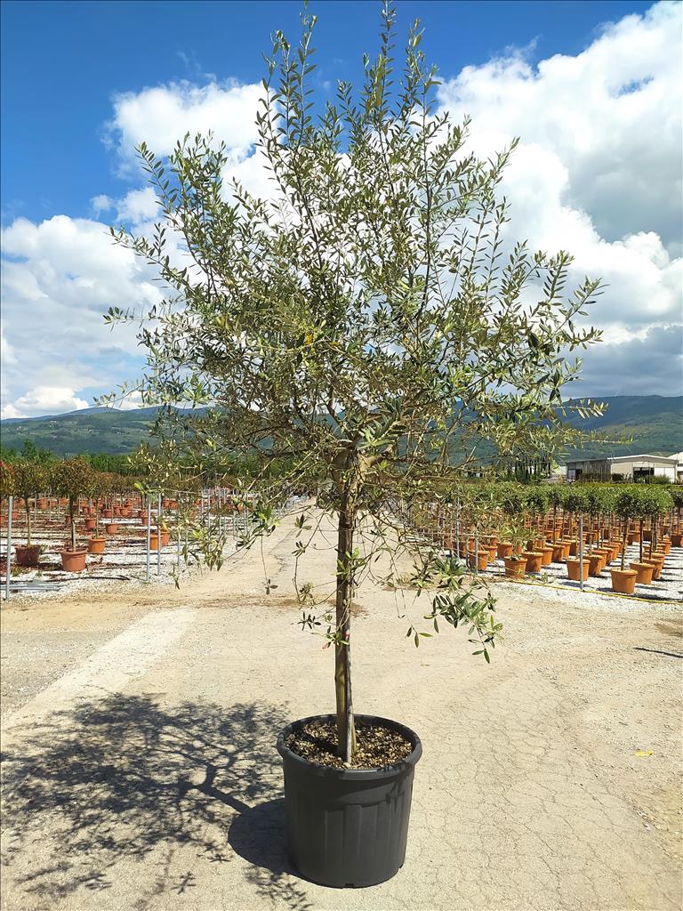 Olea Europaea (Price on request)