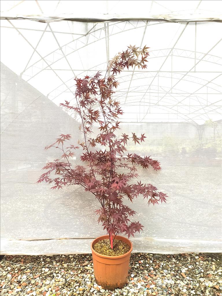Acer Palmatum Blood Good