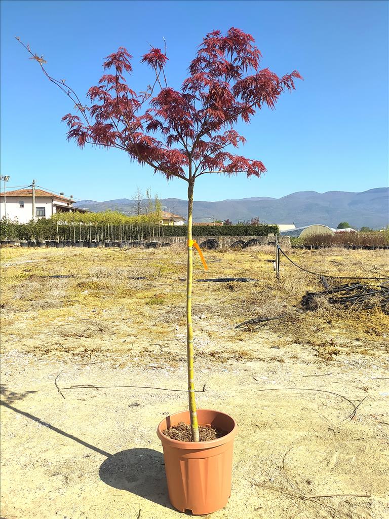 Acer Palmatum Dissectum Inabashidare