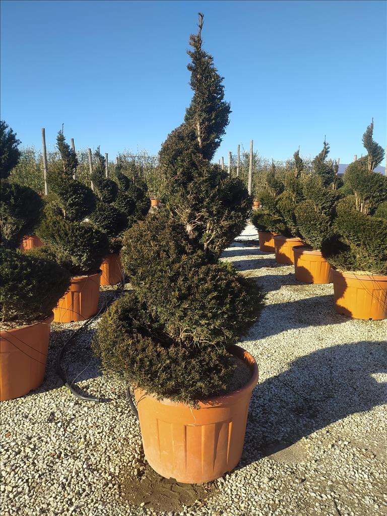 Taxus Baccata