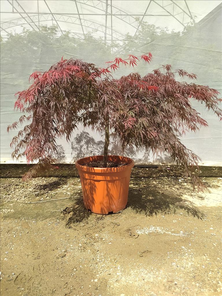 Acer Palmatum Dissectum Inabashidare