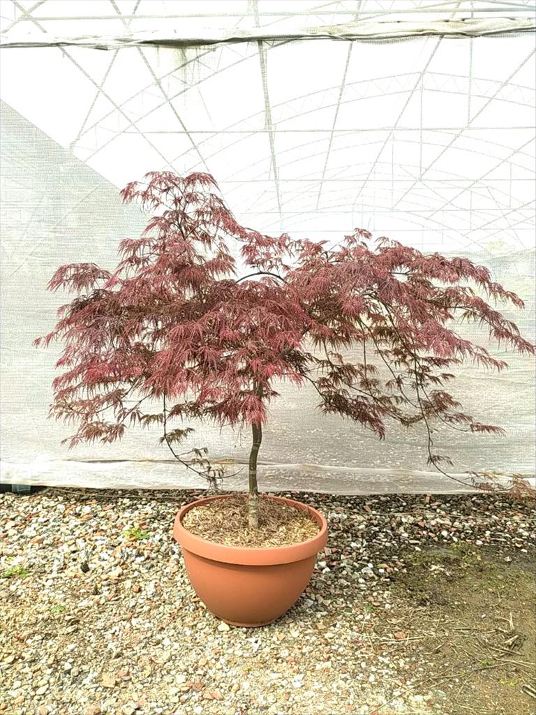 Acer Palmatum Dissectum Inabashidare
