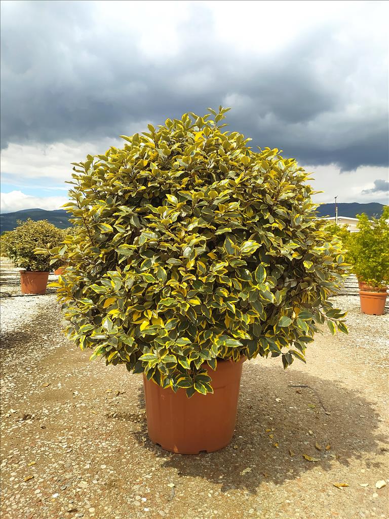 Elaeagnus Ebbingei Vivileg