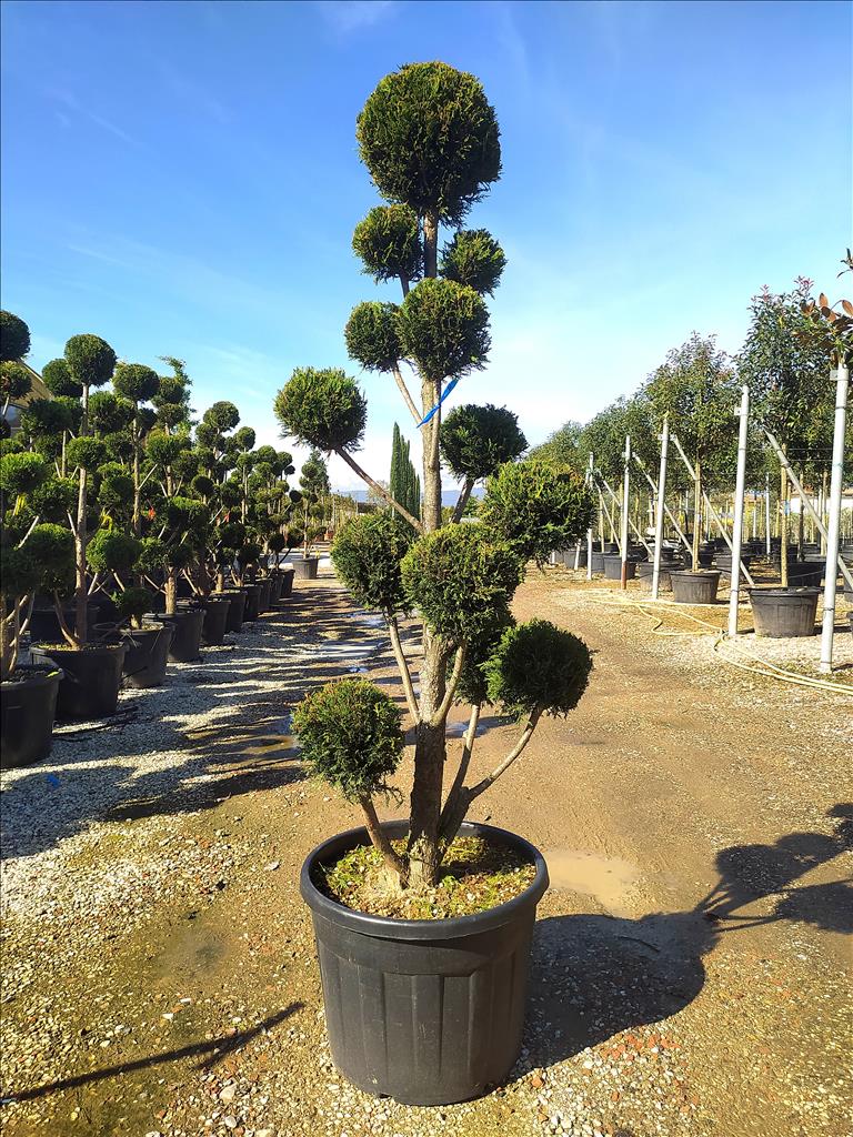 Cuprocyparis Leylandii ‘Castlewellan Gold’