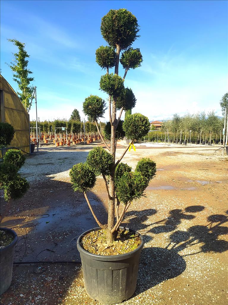 Cuprocyparis Leylandii ‘Castlewellan Gold’