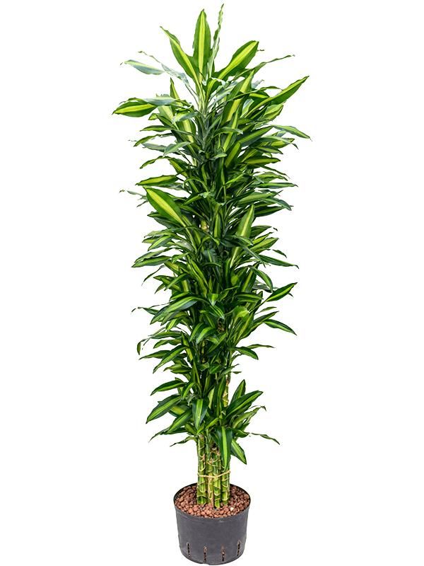 Drachenbaum - Dracaena Fragrans Cintho