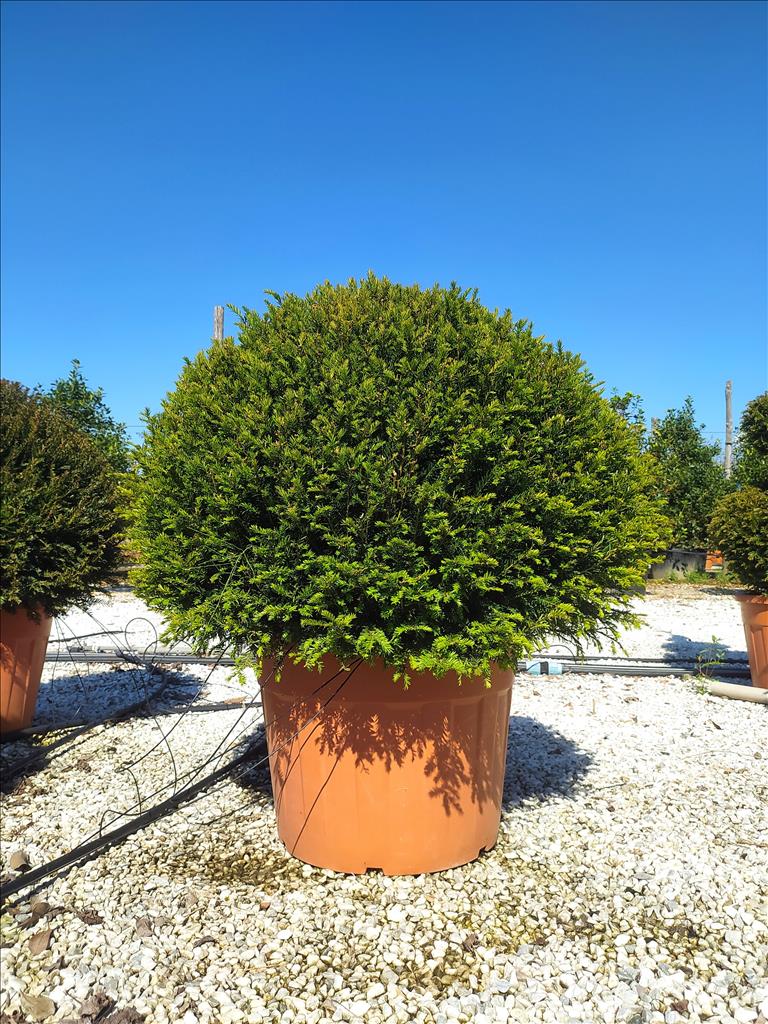 Taxus Baccata