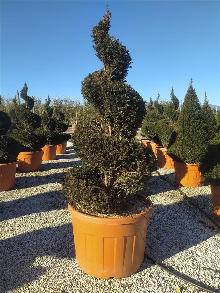 Taxus Baccata