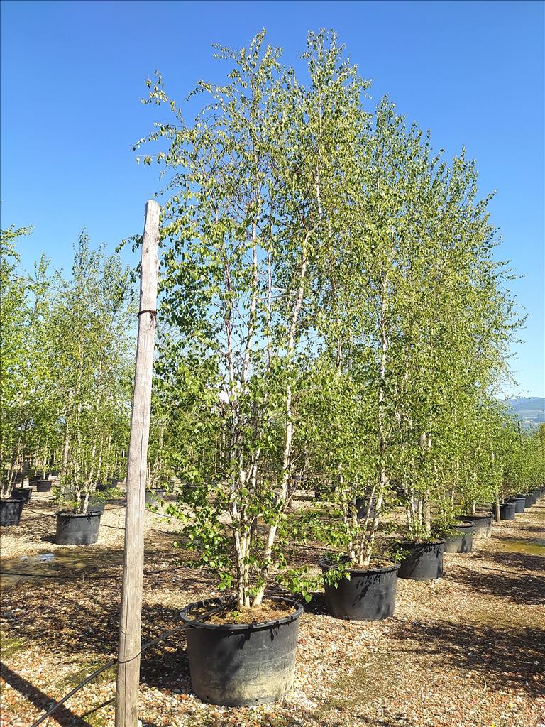 Betula Utilis ‘Doorenbos’ (B. Jacquemontii)