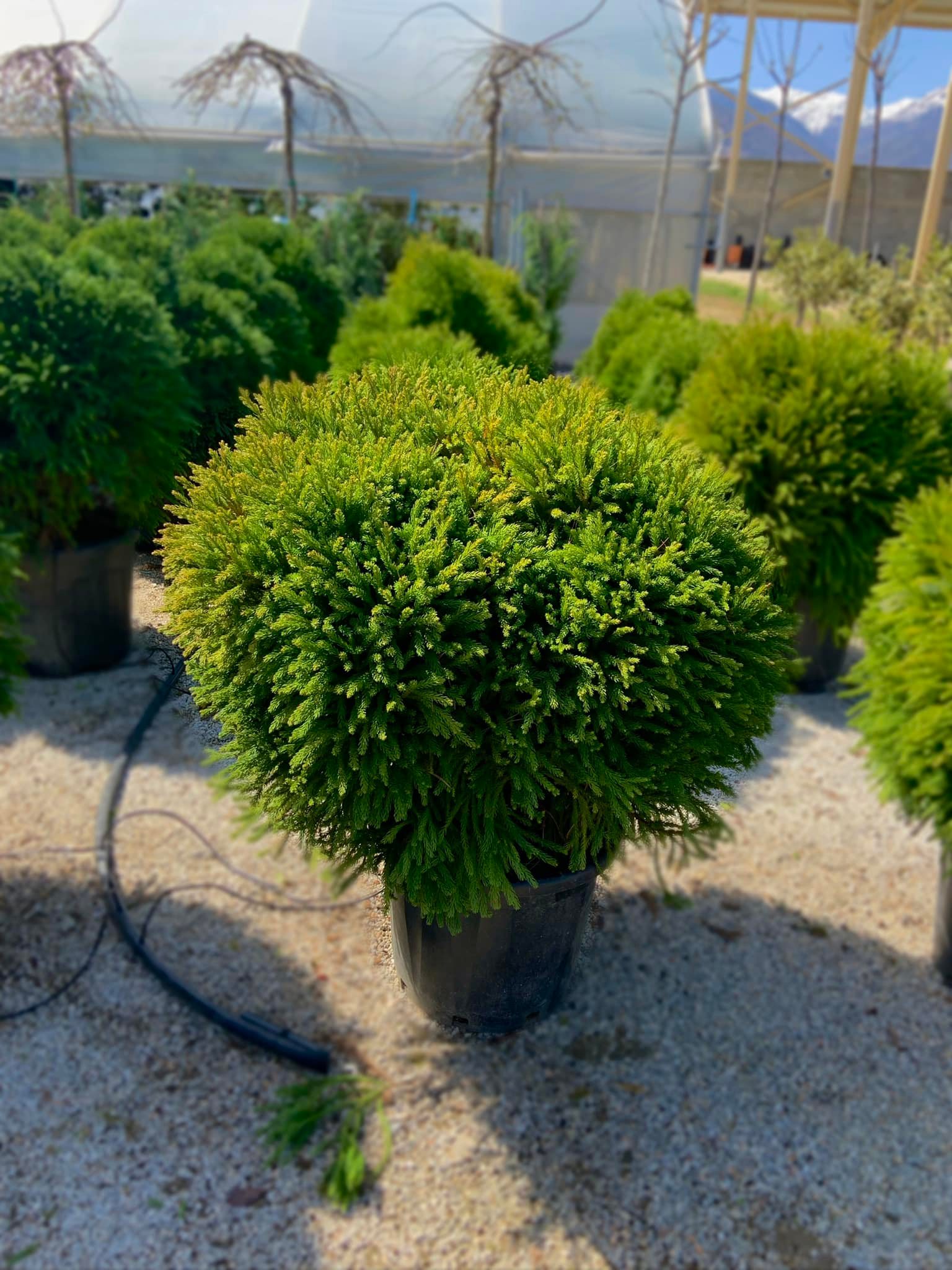 Cryptomeria Japonica Globosa Nana