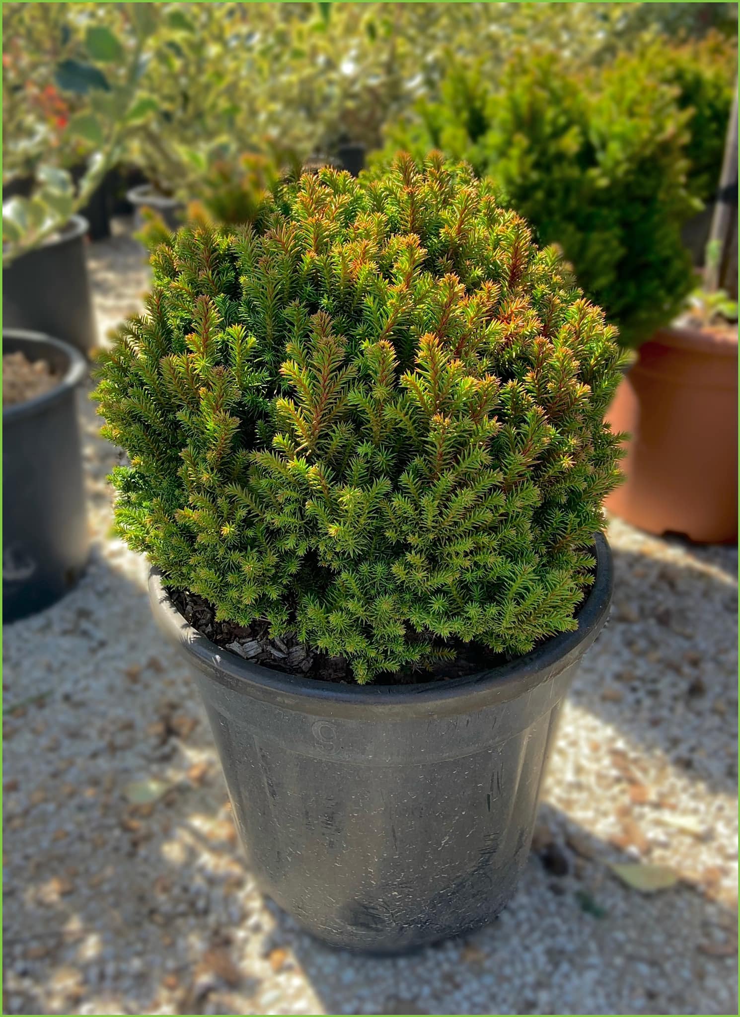 Cryptomeria Japonica Little Champion