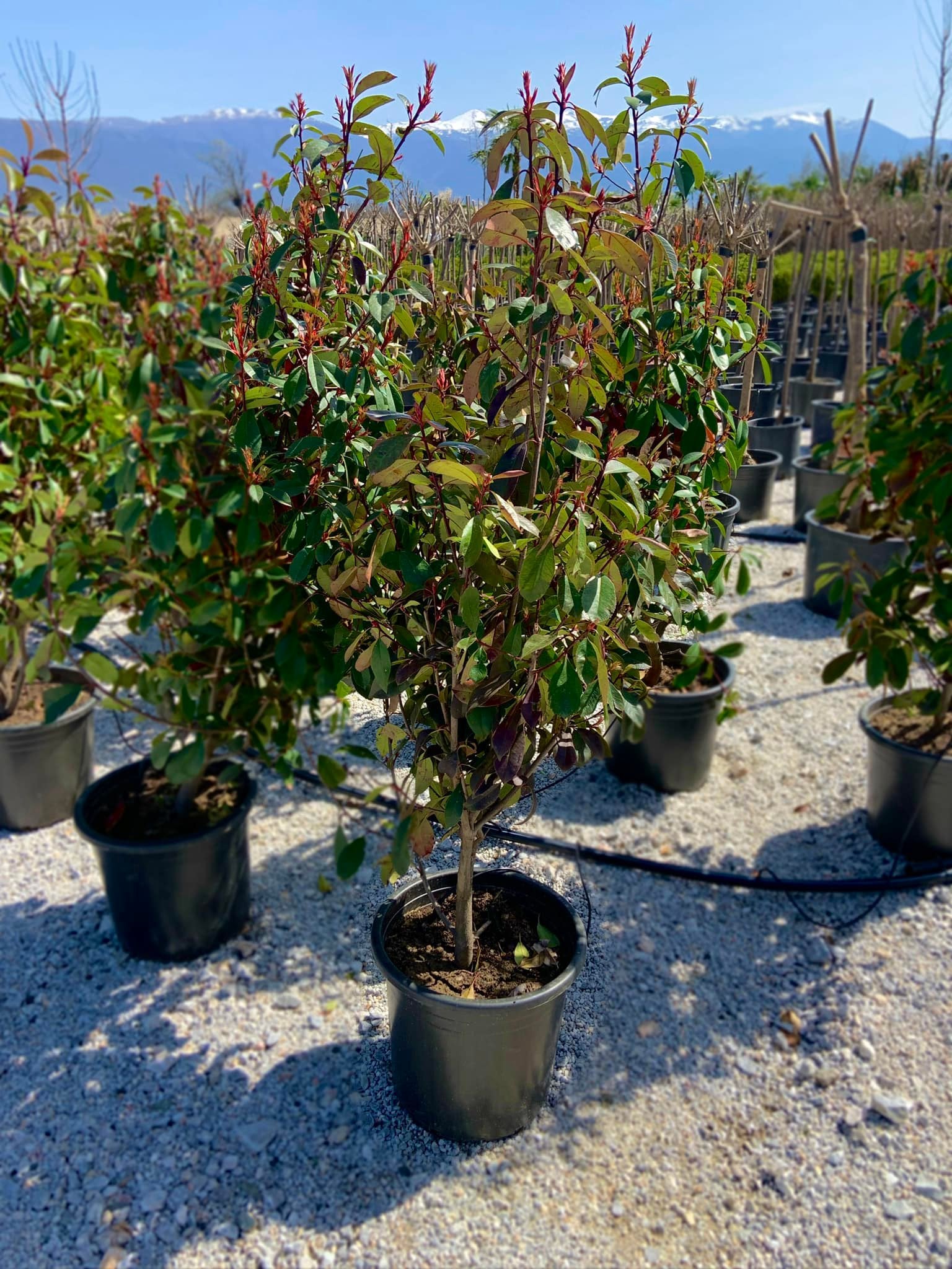Photinia X Fraseri ‘Red Robin’