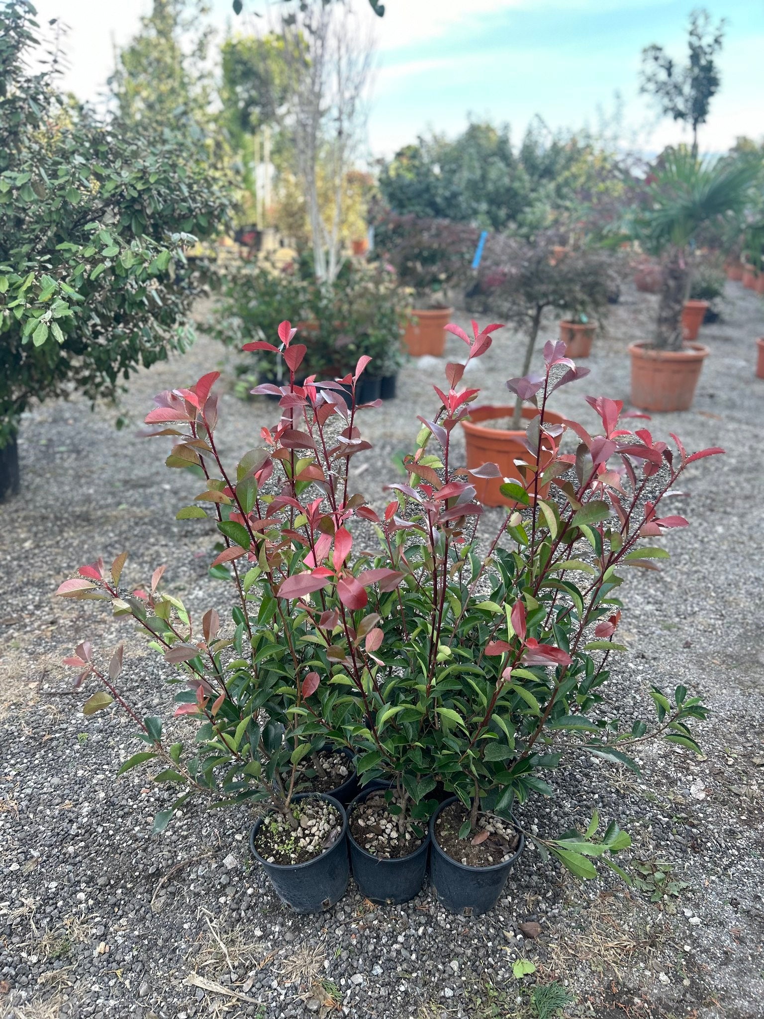 Photinia X Fraseri ‘Red Robin’