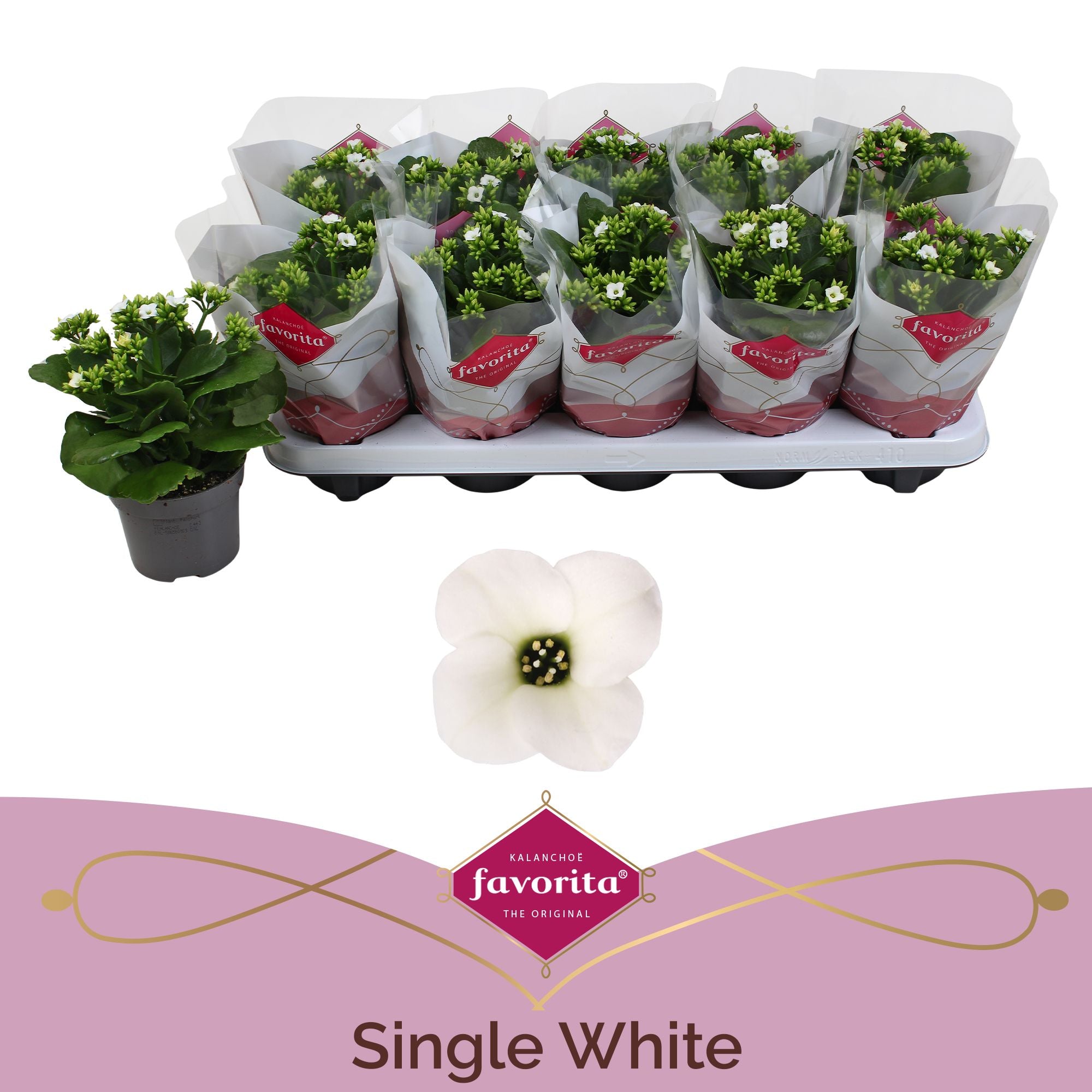 Kalanchoe Favorita White